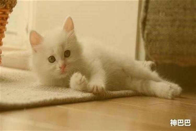 梦到被猫扑倒梦见猫跳到我身上