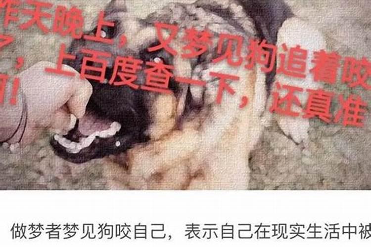 梦见死人家的狗咬我