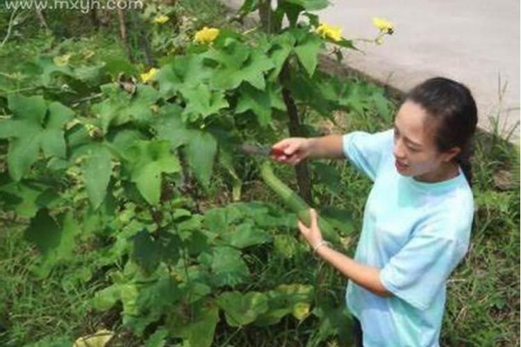 梦见摘丝瓜是什么意思？