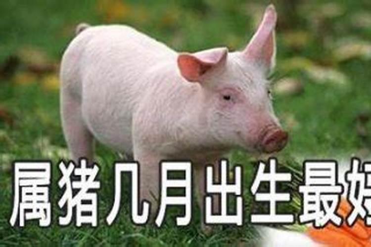 属猪生于九月初九命运