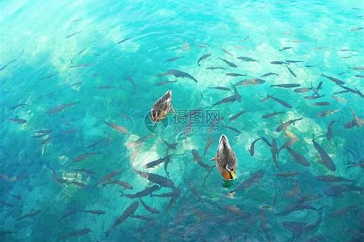 梦到平静的湖水和鱼
