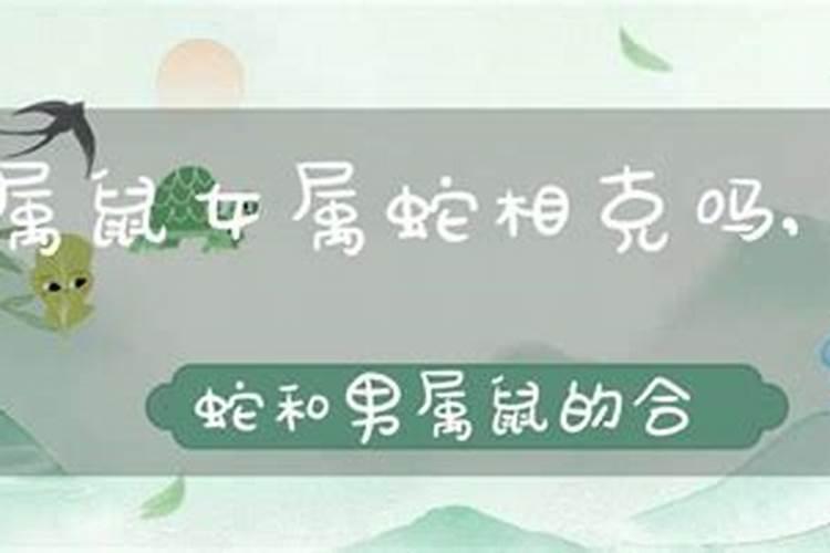 男蛇女鼠八字合吗？