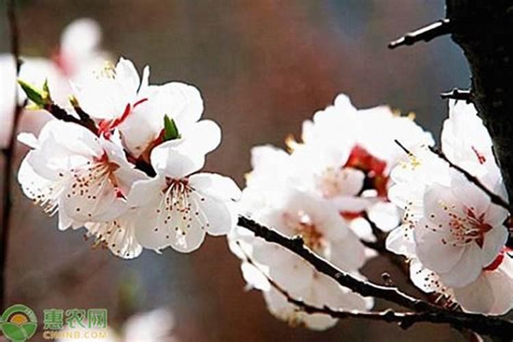 春节开的花有哪些？
