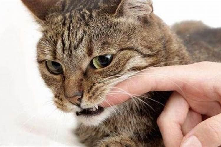 梦到被猫扑上来咬伤了