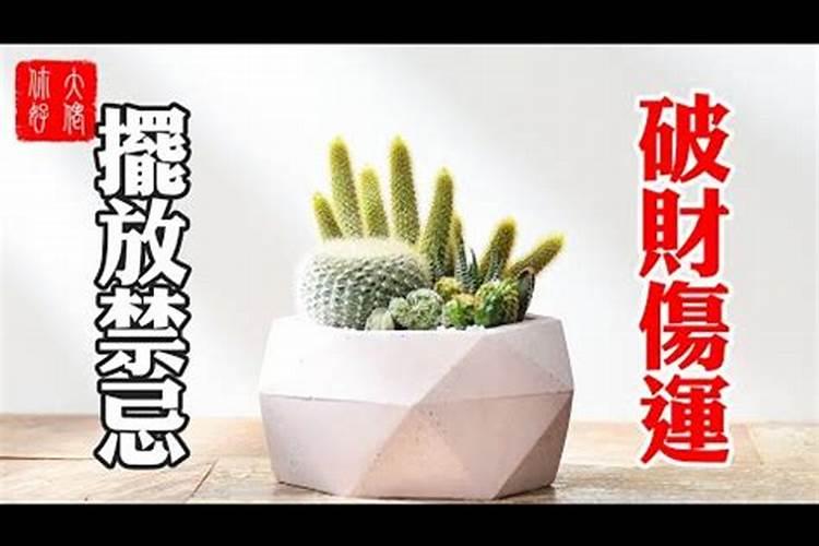 仙人掌防小人化煞