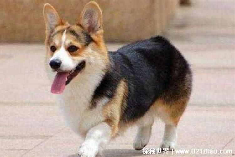 是不是属狗的婚姻不顺？