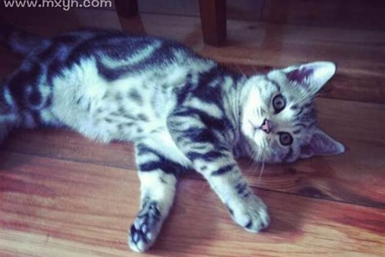 梦见猫死了还生了蛆