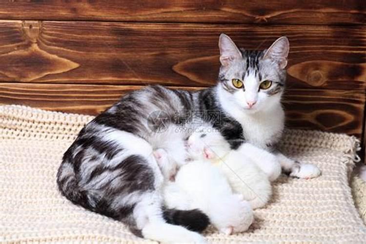 小猫八月十五出生