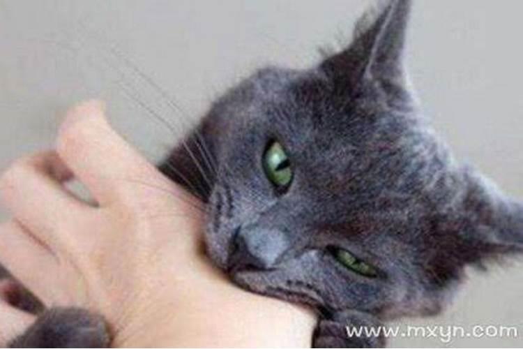 梦见猫咬我有什么预兆解梦？