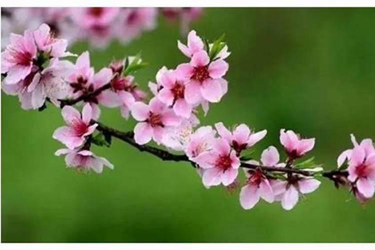 星煞合婚桃花表示什么？