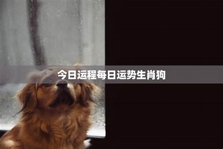 旧历9月的狗狗运程如何？