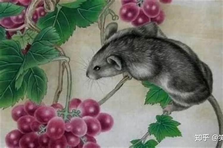 生肖鼠带什么破太岁？