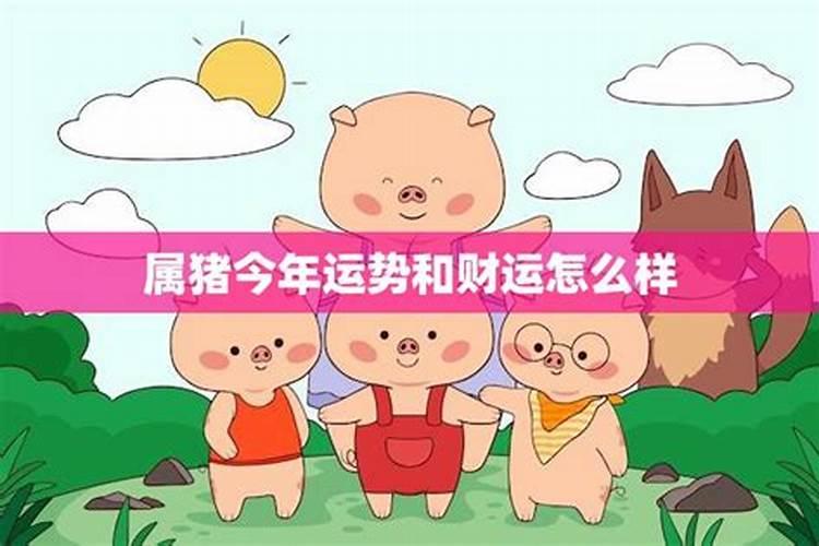 属猪的今年运势怎么样？