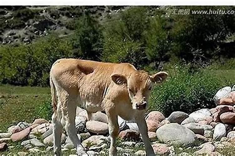 梦见牛是什么意思大牛小牛？