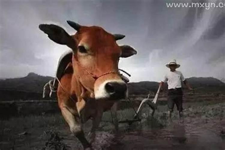 做梦梦见牛是什么意思？