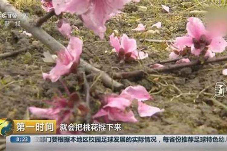 被斩桃花人有什么现象？