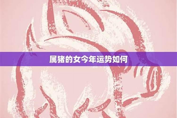 女猪今年的运势如何？