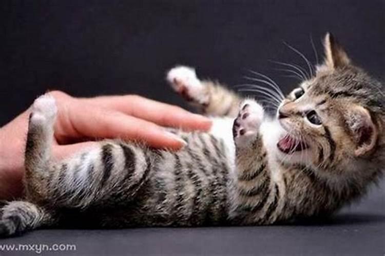 梦到被猫反复扑过来咬我