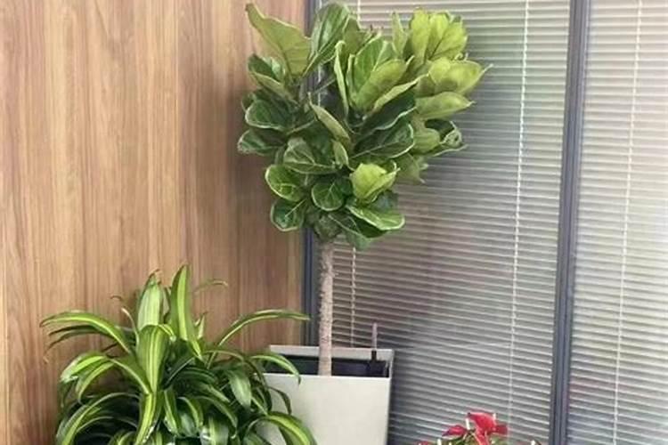 厂房南面种什么植物风水好？