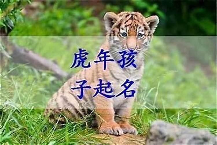 夏至左右出生的虎宝