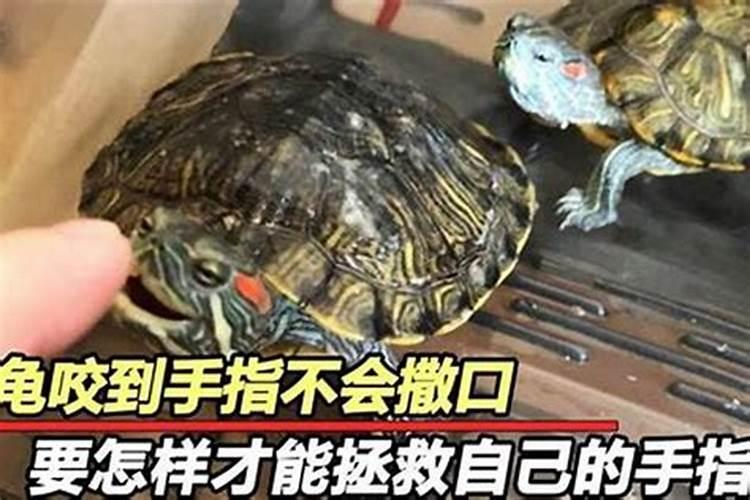 梦见双头乌龟咬自己