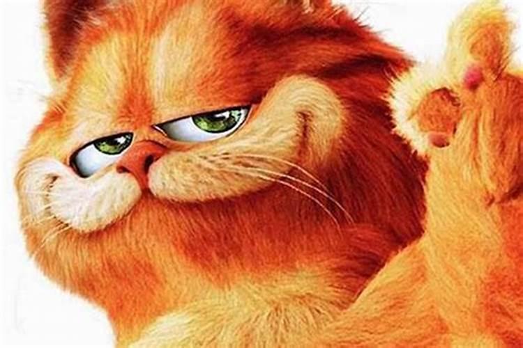 梦见猫和我说话很亲近