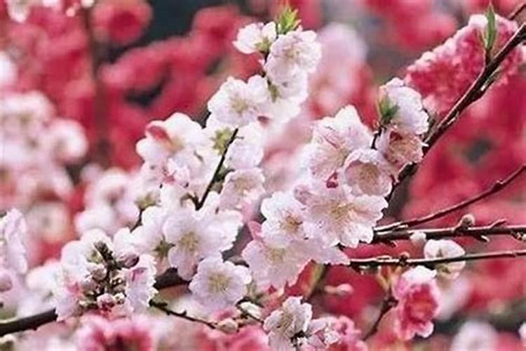 催桃花的九种方法