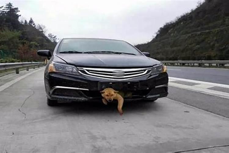 开车把猫撞死了有什么预兆？