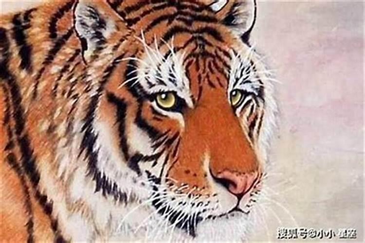 属虎出生农历十月初一