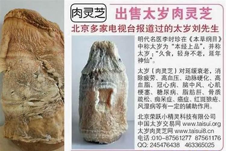 太岁肉灵芝成分及功效
