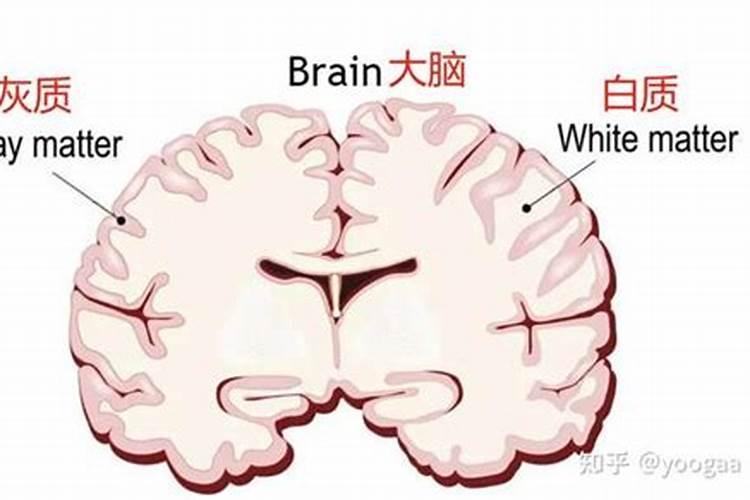 太岁的功效和作用,能治脑白质吗？