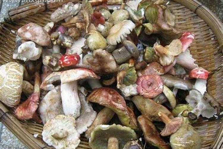 梦见捡蘑菇是什么预兆？