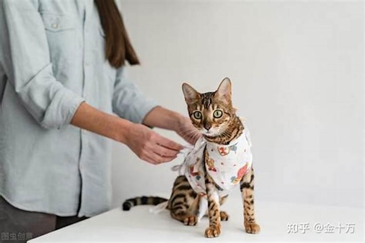 猫咪丢掉会影响运势吗？