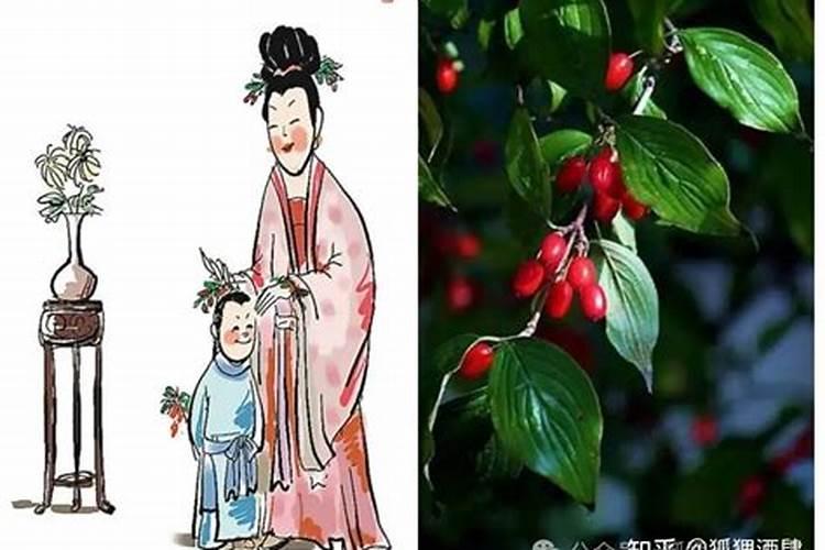 哪个地方重阳节插茱萸花？
