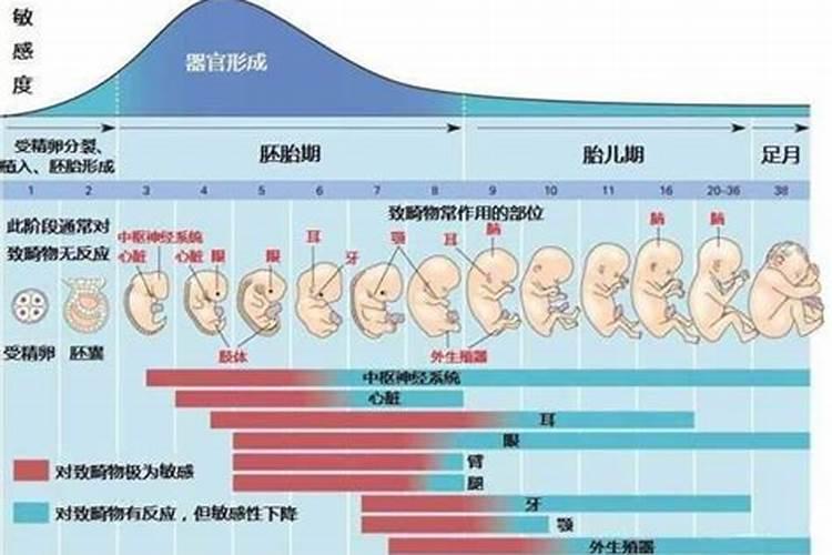 怀孕期可以离合婚吗？