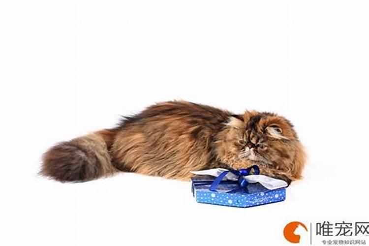 猫跟着人走是什么预兆？