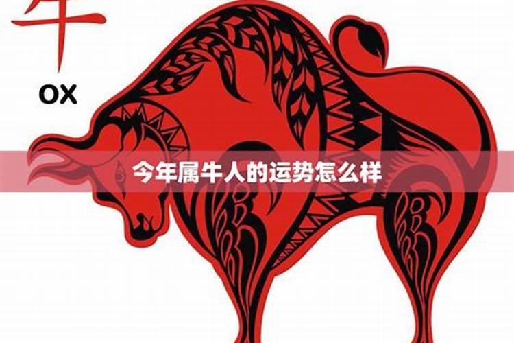 七三年的属牛人今年运势怎么样？