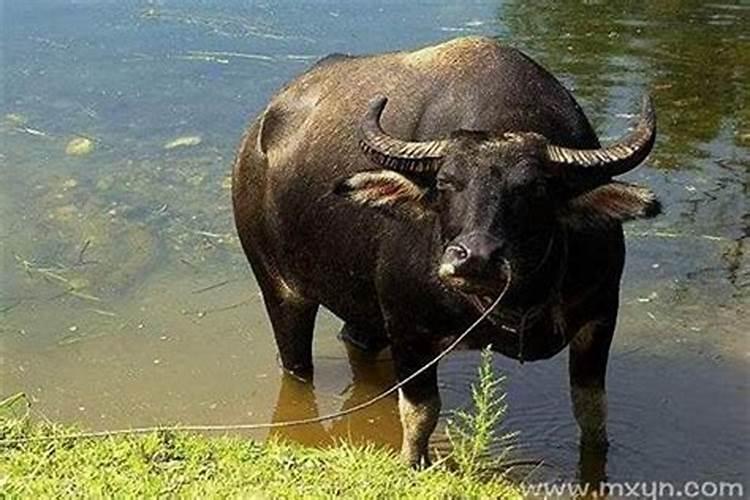 梦见大水牛在水里游是什么兆头？
