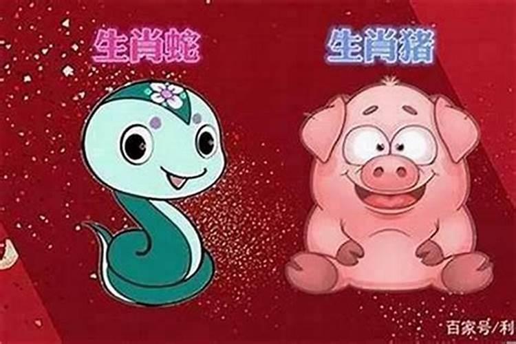 属猪与属蛇合婚吗？