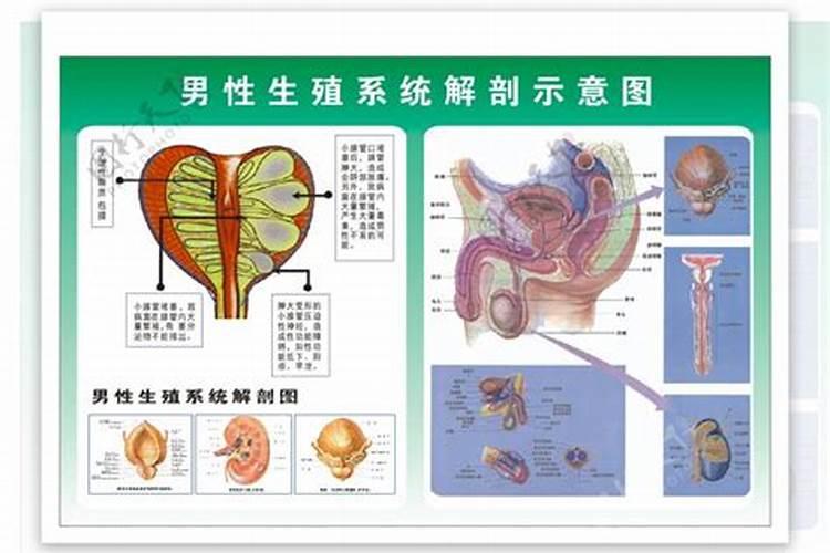 梦见看到男性的生殖