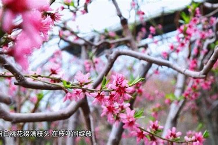 寒冬腊月看桃花运