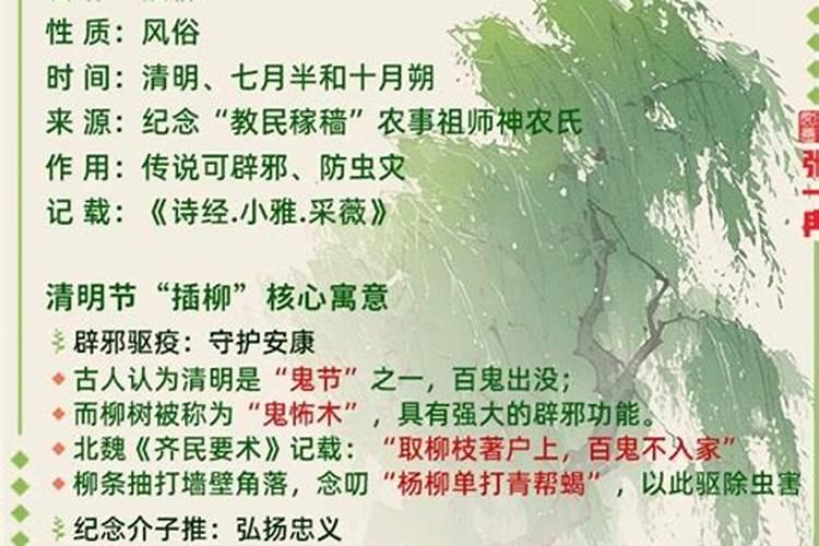 清明节插哪种松枝？