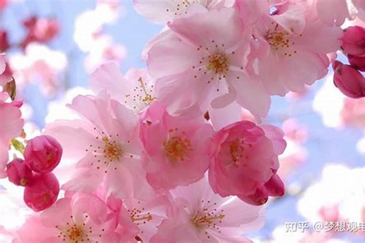 旺桃花运