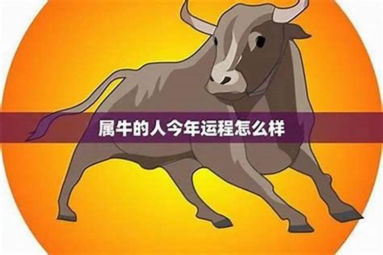 属牛今年七月份运程
