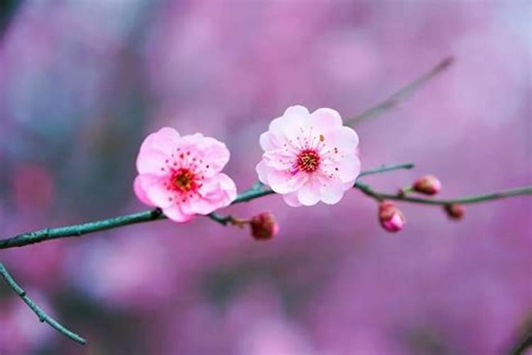 命犯桃花煞怎样化解？