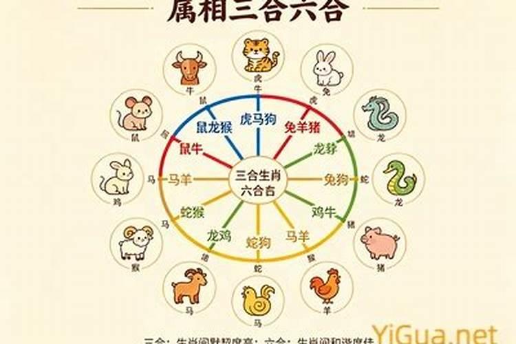 属羊的和什么八字合？