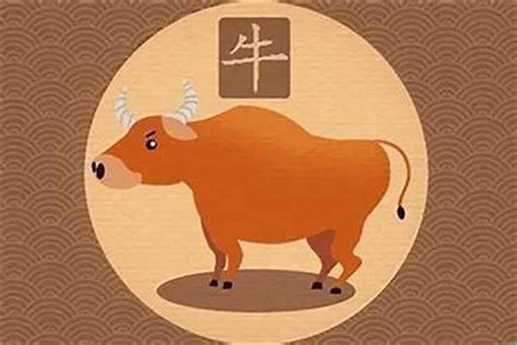 腊月牛是什么命运？