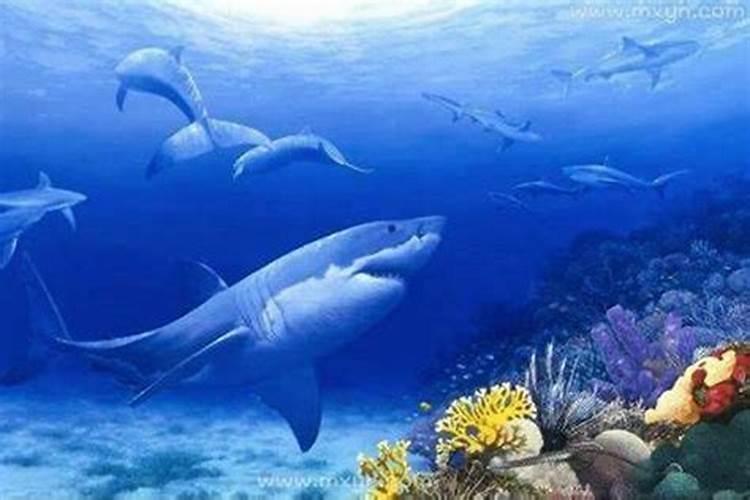 梦见大海意思是什么？