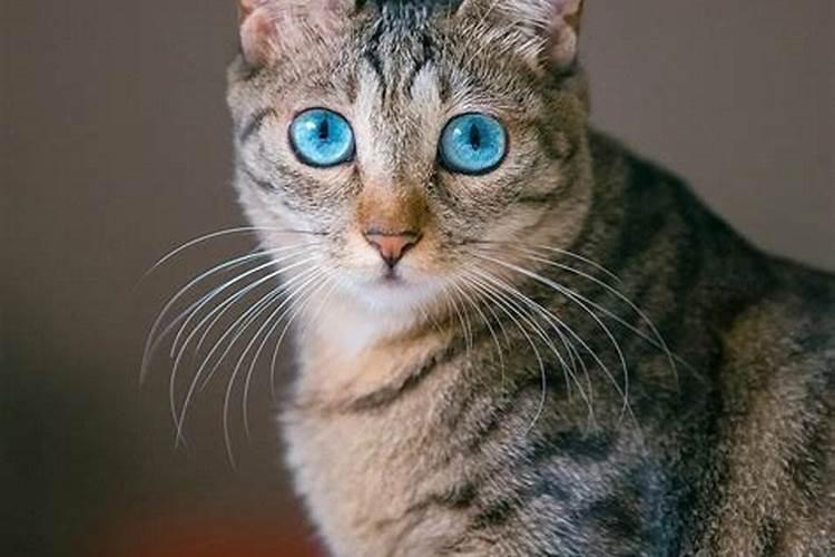 梦见猫什么预兆？