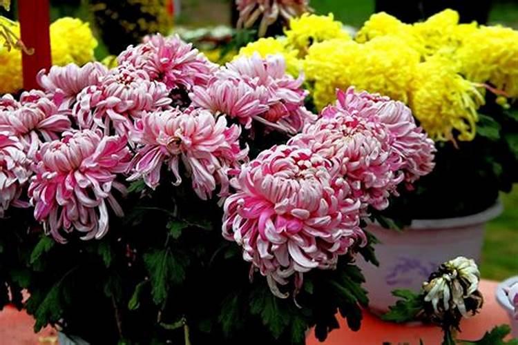 重阳节赏哪种花？